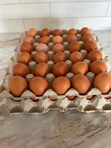 FARM FRESH EGGS