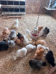 Poussin de poule soyeuse à vendre