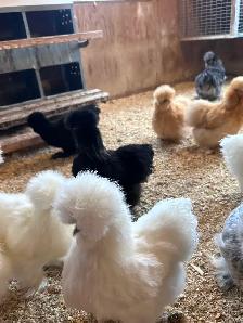 Poussin de poule soyeuse à vendre - Photo 2