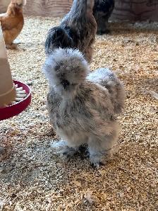 Poussin de poule soyeuse à vendre - Photo 4