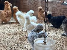 Poussin de poule soyeuse à vendre - Photo 5