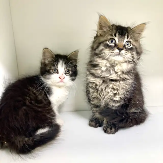 Tabby Kittens!
