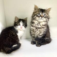 Tabby Kittens!