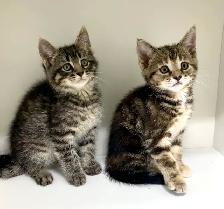 Tabby Kittens! - Photo 2