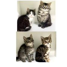 Tabby Kittens! - Photo 3