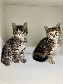 Tabby Kittens! - Photo 4