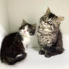 Tabby Kittens! - Photo 5