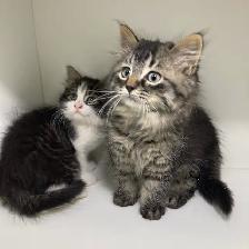 Tabby Kittens! - Photo 6