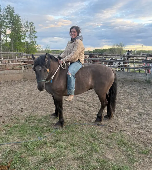 Horse Training Colt Starting