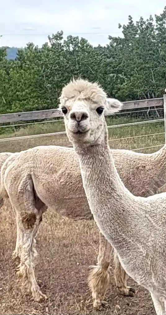 alpaca heard