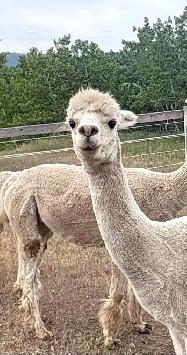 alpaca heard