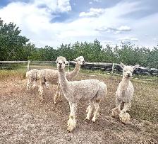alpaca heard - Photo 2