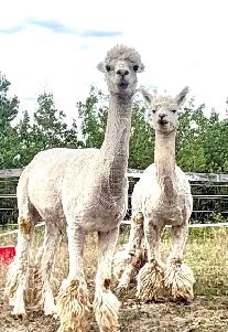 alpaca heard - Photo 3