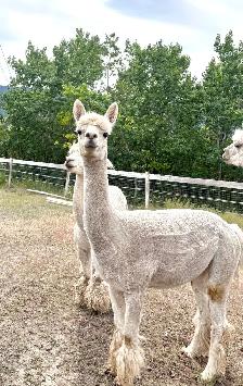 alpaca heard - Photo 4