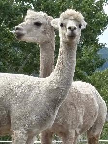 alpaca heard - Photo 5