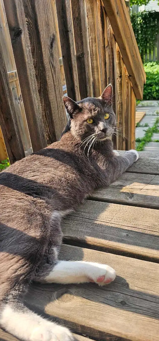 LOST CAT – REWARD