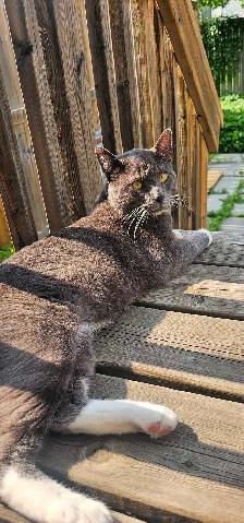 LOST CAT – REWARD