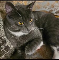 LOST CAT – REWARD - Photo 2