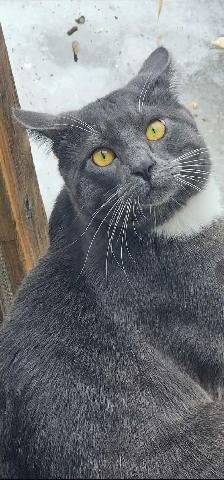 LOST CAT – REWARD - Photo 3