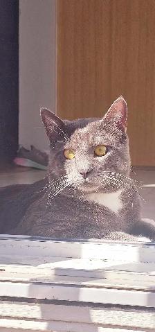 LOST CAT – REWARD - Photo 4