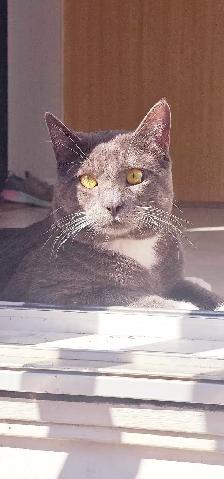 LOST CAT – REWARD - Photo 5