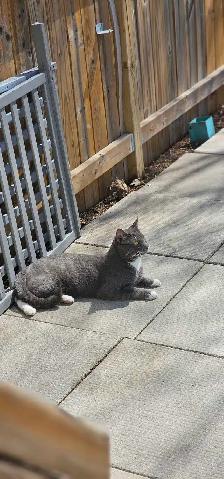 LOST CAT – REWARD - Photo 6
