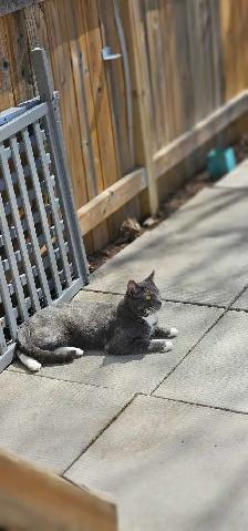 LOST CAT – REWARD - Photo 7