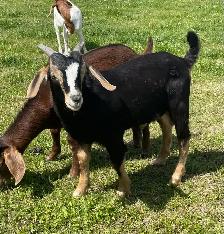 Boer bucklings for sale