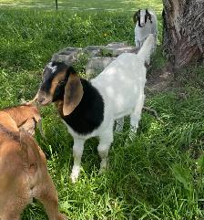 Boer bucklings for sale - Photo 2