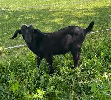 Boer bucklings for sale - Photo 3