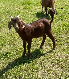 Boer bucklings for sale - Photo 4