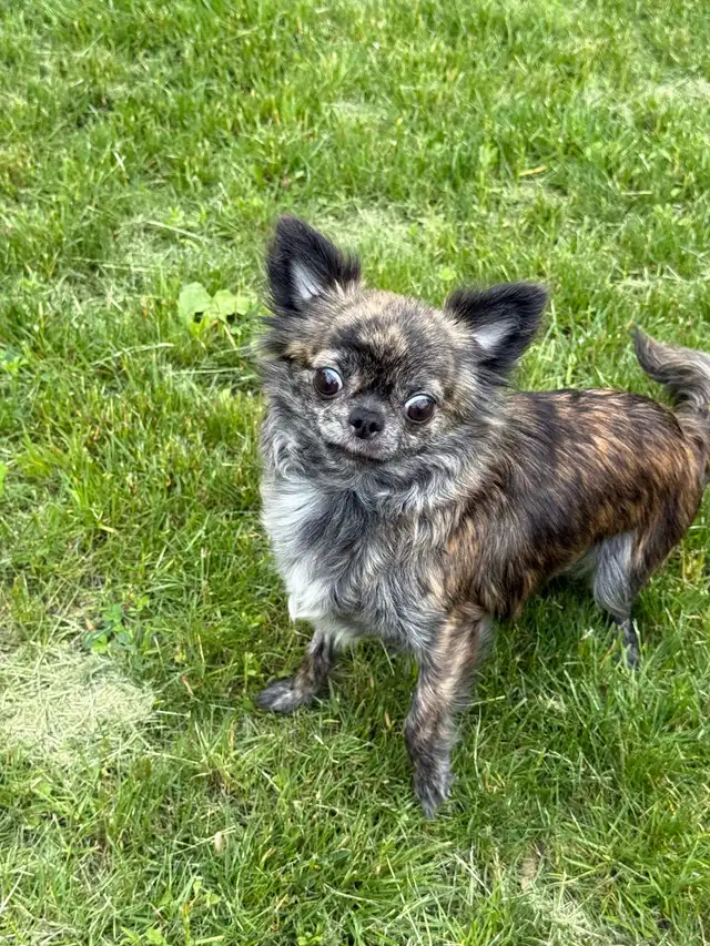 femelle chihuahua bringé poil long 2 ans sterelisée!