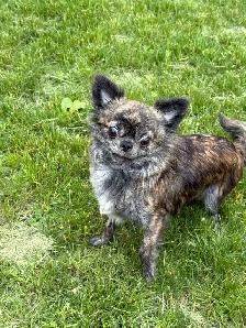 femelle chihuahua bringé poil long 2 ans sterelisée!