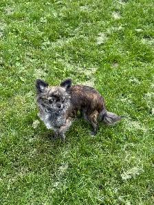 femelle chihuahua bringé poil long 2 ans sterelisée! - Photo 2
