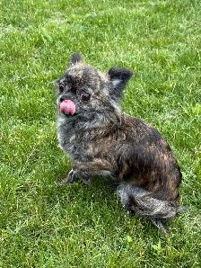 femelle chihuahua bringé poil long 2 ans sterelisée! - Photo 3