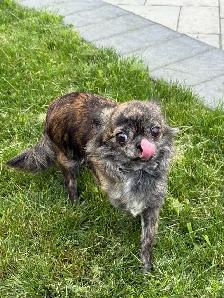 femelle chihuahua bringé poil long 2 ans sterelisée! - Photo 5