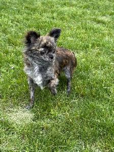 femelle chihuahua bringé poil long 2 ans sterelisée! - Photo 6