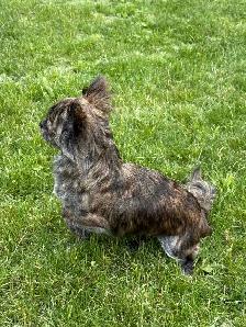 femelle chihuahua bringé poil long 2 ans sterelisée! - Photo 7