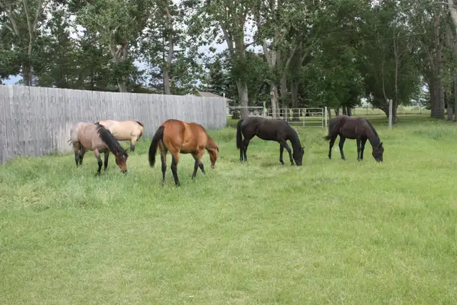 Registered Quarter Horse Yearlings