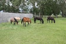 Registered Quarter Horse Yearlings