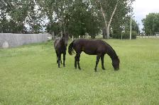 Registered Quarter Horse Yearlings - Photo 2