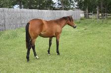 Registered Quarter Horse Yearlings - Photo 3