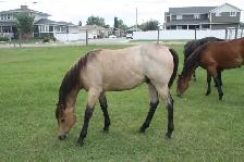 Registered Quarter Horse Yearlings - Photo 4