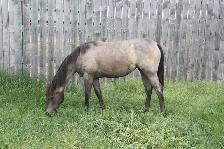 Registered Quarter Horse Yearlings - Photo 5