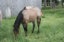 Registered Quarter Horse Yearlings - Photo 6