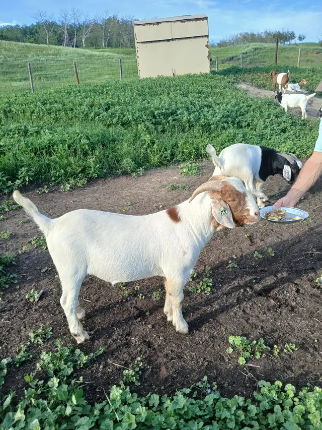 Boer Billy Goats (Bucks) for sale.  Purebred Boer .