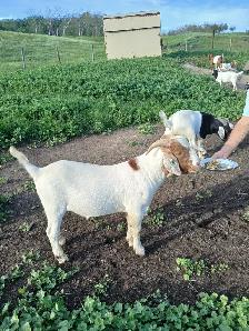 Boer Billy Goats (Bucks) for sale.  Purebred Boer .