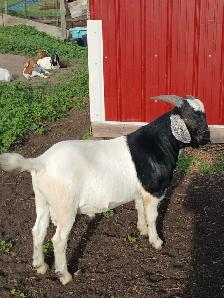 Boer Billy Goats (Bucks) for sale.  Purebred Boer . - Photo 2