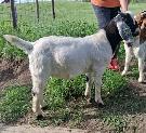 Boer Billy Goats (Bucks) for sale.  Purebred Boer . - Photo 3