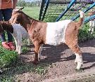 Boer Billy Goats (Bucks) for sale.  Purebred Boer . - Photo 4